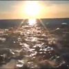 Dolphin stampede