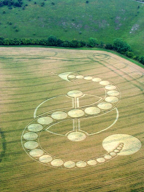 Dragon West Woodhay Down, Wiltshire