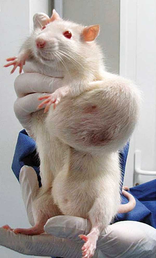 Monsanto’s Roundup-Ready corn caused a host of negative health effects in rats, including tumors and premature death. Photo Courtesy AFP Photo/Criigen
