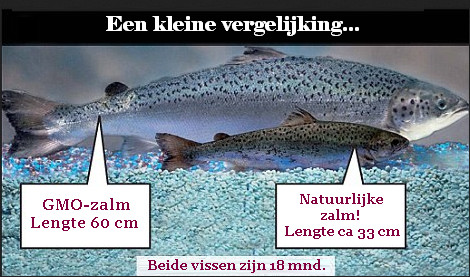 GMO-zalm.jpg