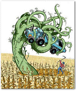 Superonkruid, een cartoon met een bittere nasmaak.. Amerikaanse boeren zijn al ettelijke jaren vertrouwd met de áchterkant van het GMO-verhaal. RoundUp, de zogenaamde superonkruidbestrijder van Monsanto, zorgt voor resistent onkruid en daarmee voor woekerend-verstikkende planten.