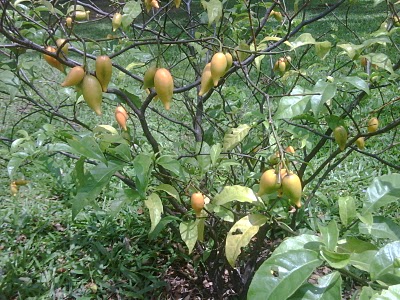 Iboga boom