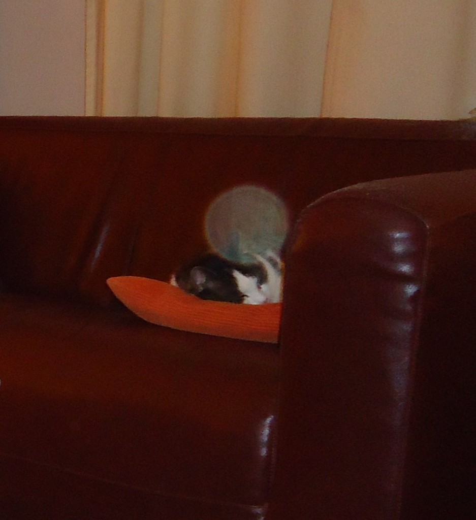 Ina S - Orb op de kat