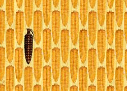 Monsanto mais granaat