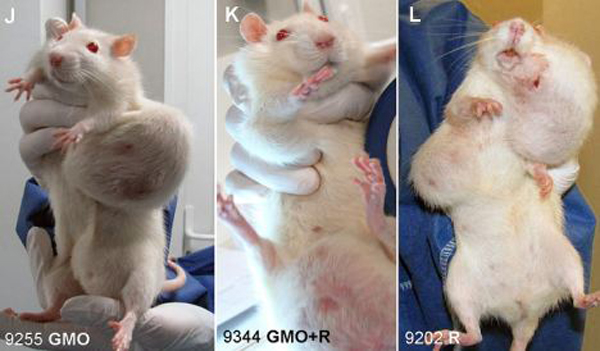 Rat Monsanto Tumore