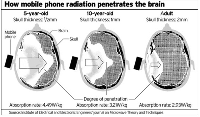 Vergelijking van het absorptieniveau van EMS (electro magnetische straling) in schedels van jongeren en volwassenen.
