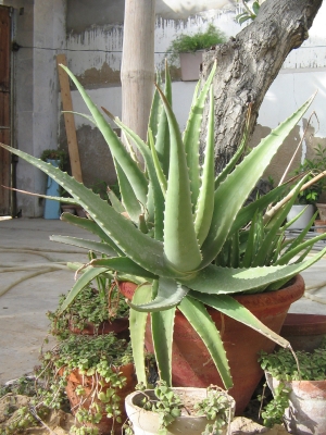 aloe-vera-plant