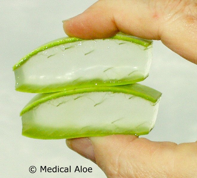 Geheim Braziliaans Aloë Vera-recept geneest kanker.. Geheim Braziliaans Aloë Vera-recept geneest kanker..