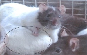 aspartaam-rat Het resultaat van een eigen aspartaamproef!