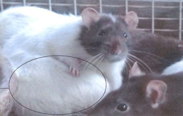 Het resultaat van een prvié uitgevoerde aspartaamproef bij ratten. (Zie ons eerdere artikel, klik op de foto)