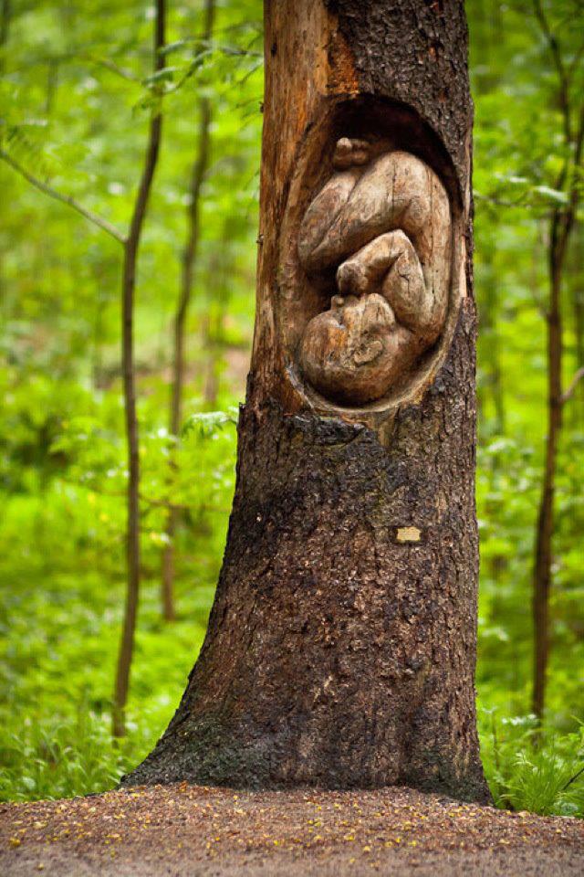 tree womb