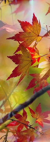 bg-autumn