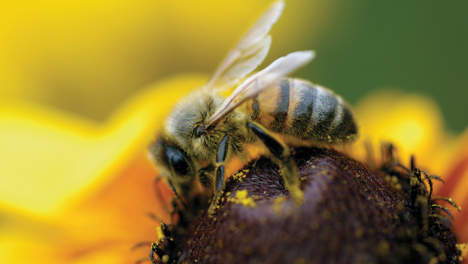 Niet alleen de bijen, maar ook dit soort plaatjes met uitsterven bedreigt..?