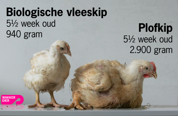 biologisch-vs-plofkip