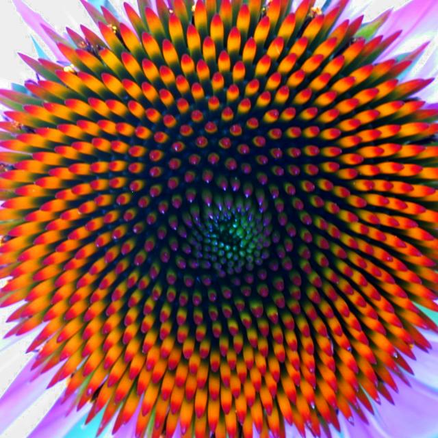 coneflower Spiraalstructuur bij een zonnebloem