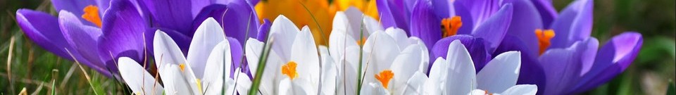 WantToKnow.nl