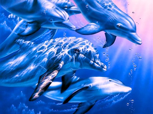 dans van de dolfijnen