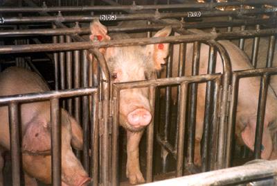 dierenleed_bioindustrie_varkens1