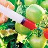 gmo_food