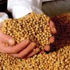 GMO-soja, niet te onderscheiden van échte. Het verwoestende verschil zit 'm in de 'genen'..!!