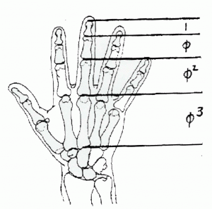 golden-ratio-hand De Gulden Snede presenteert zich onder onze ogen..., zonder dat we feitelijk de oerkracht van deze vorm beseffen.