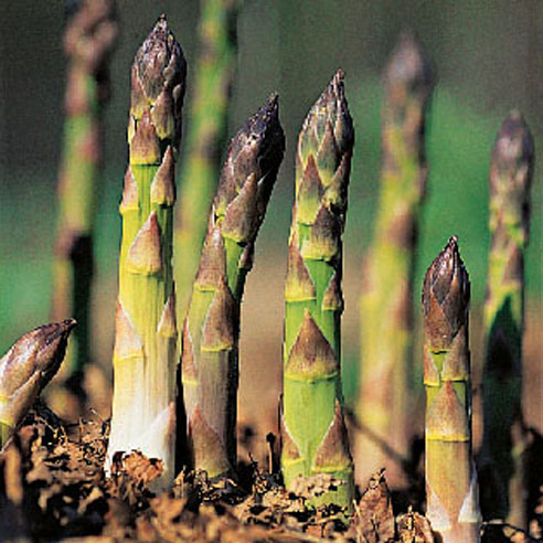 grow-your-own-asparagus-af