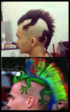 hagedissenkamhaar
