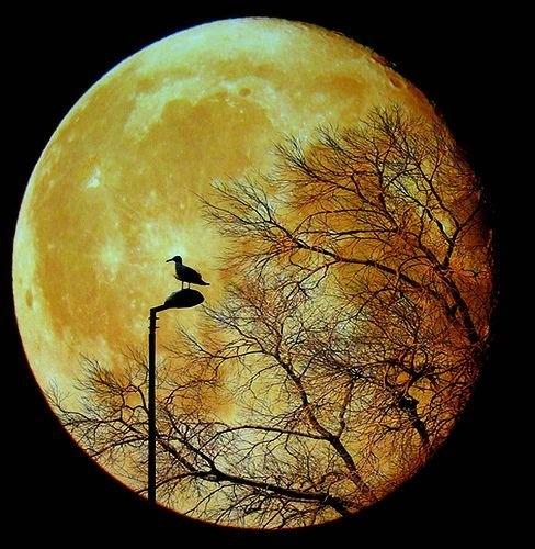 maan boom vogel