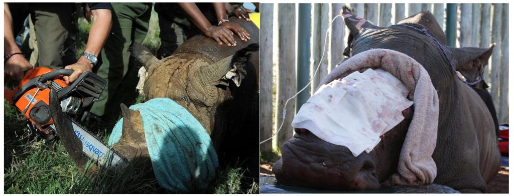 In een nationaal park in Kenia wordt een neushoorn verwijderd van een Rhino. Een gruwelijk gezicht dat natuurlijk ook een andere kant heeft; in het belang van het dier..