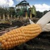 De publieke opinie is aan het veranderen en ook boeren komen massaal in opstand tegen de leugens en praktijken van de GMO-industrie. HIer een omgeploegd maïsveld in Hongarije als protest tegen de GMO-politieke beslissingen van overheden, vooral in Europees verband.