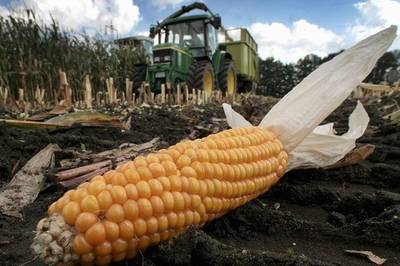 omgeploegde gmo-mais