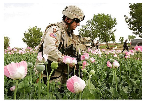 opium veld US soldier guard