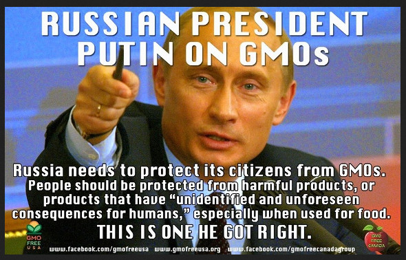poetin over gmo