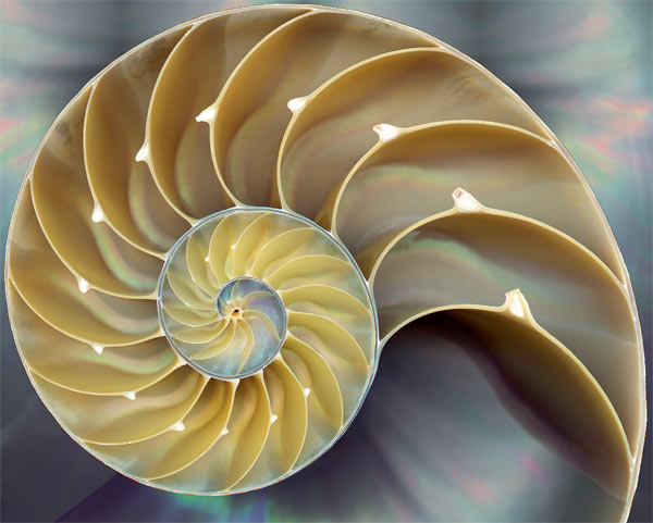 shellperry De Nautilus-schelp is maar een van de ontelbare voorbeelden uit de natuur, waaruit blijkt dat de natuur de fibonacci-reeks als vanzelfsprekend gebruikt!