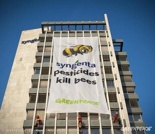 syngenta-greenpeace