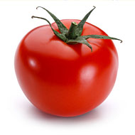 tomaat 