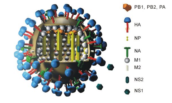 varkensgriepvirus (het Varkens-)Griepvirus, het onderwerp van manipulatie, machtsspelletjes en pure fraude.