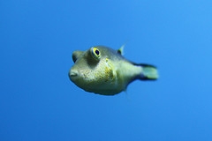 vis1 Een aquarium met één vis...