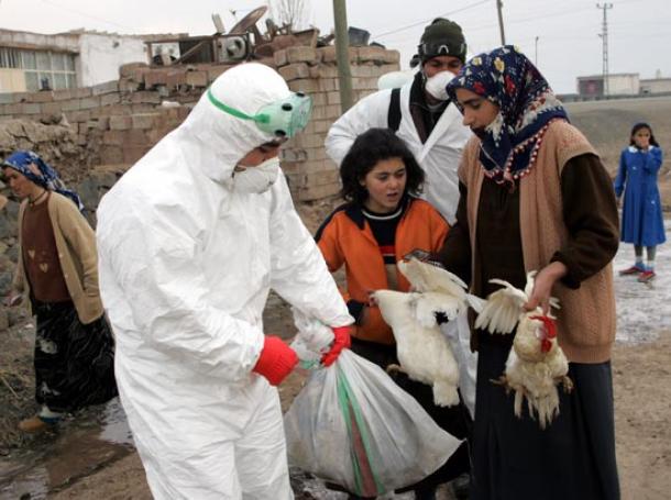 vogelgriep_turkije De vogelgriep die de wereld in 2005 in de ban had, ontketende veel dierenleed overal in de wereld. Hier een man-met-witte-jas in Turkeije.