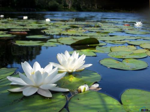 white-lotus