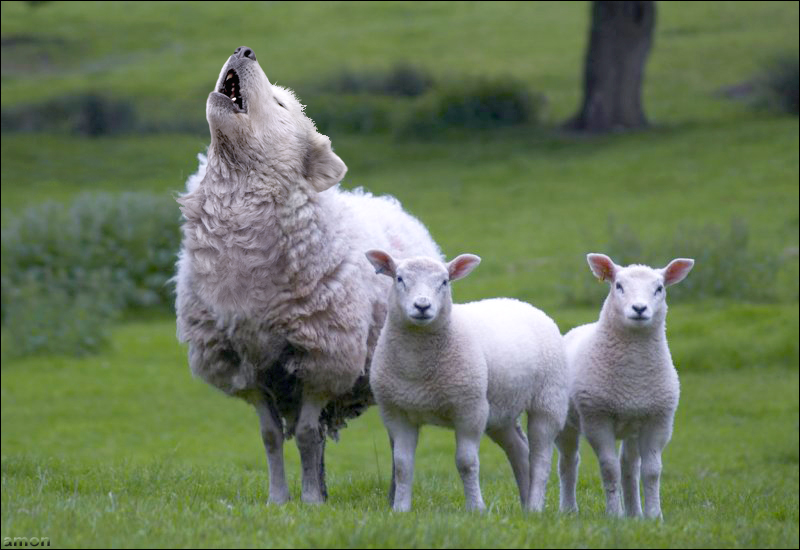 schaap in wolfskleren